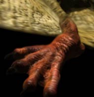 walking with dinosaurs rhamphorhynchus