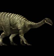 plateosaurus fossil