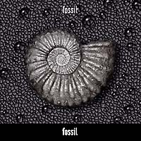 http://www.musicterm.jp/poseidon/fossil/img/200.jpg
