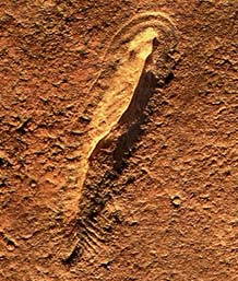http://www.smh.com.au/ffxImage/urlpicture_id_1066631509285_2003/10/23/nat_fossil2310.jpg